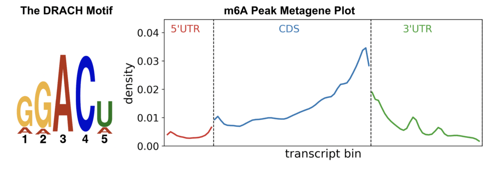 DRACH sequence motif and peak distribution along the CDS/3'UTR junction are hallmark patterns for m6A