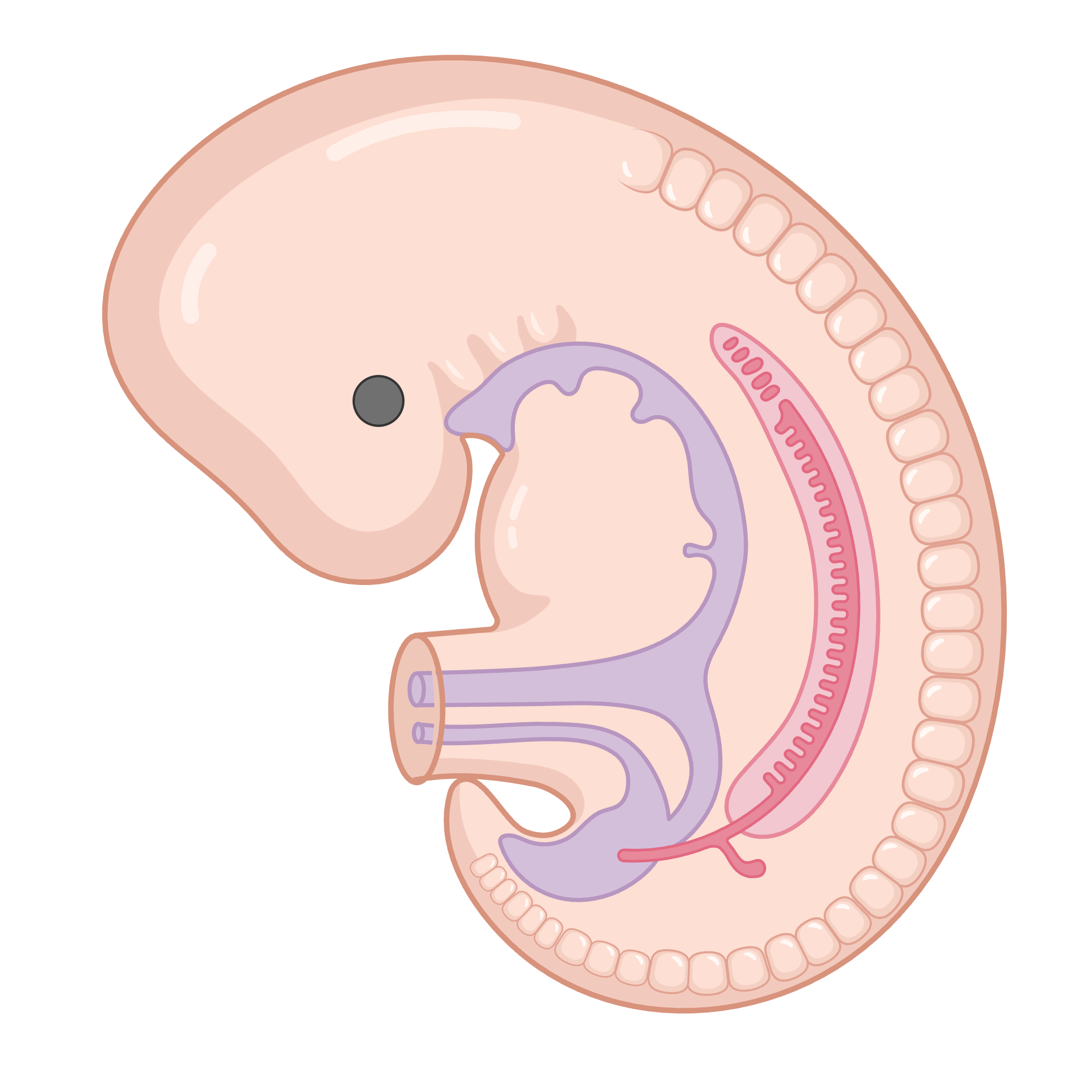 Embryo Icon