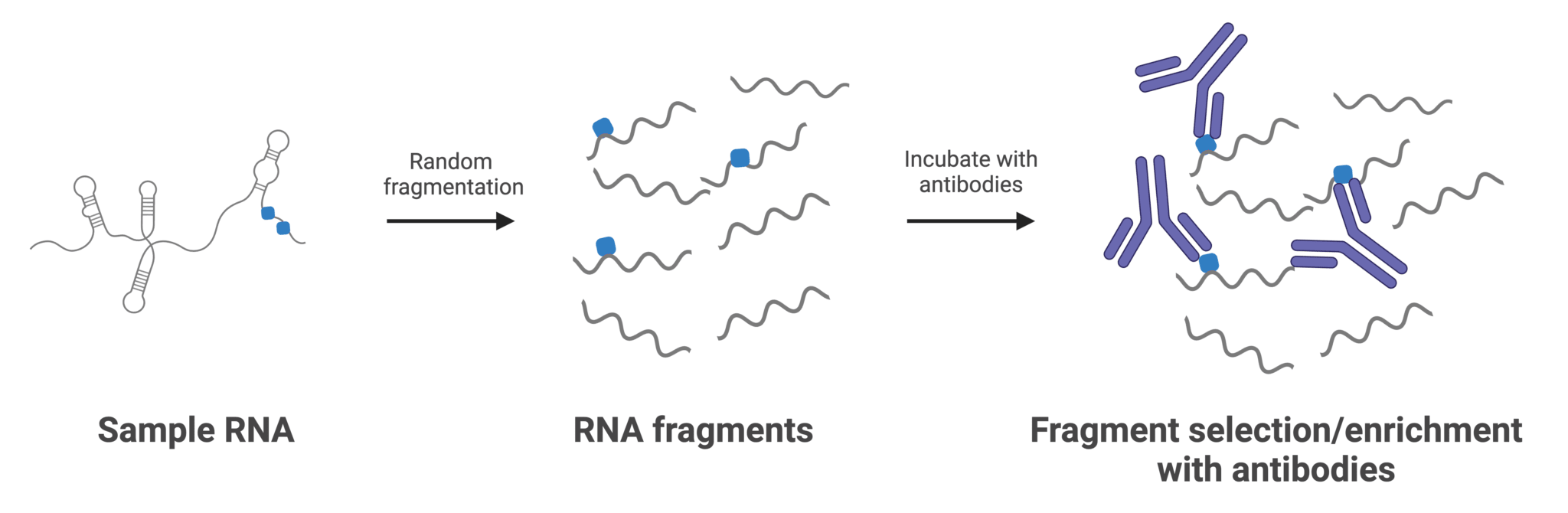 Typical workflow for RNA immunoprecipitation targeting RNA modifications