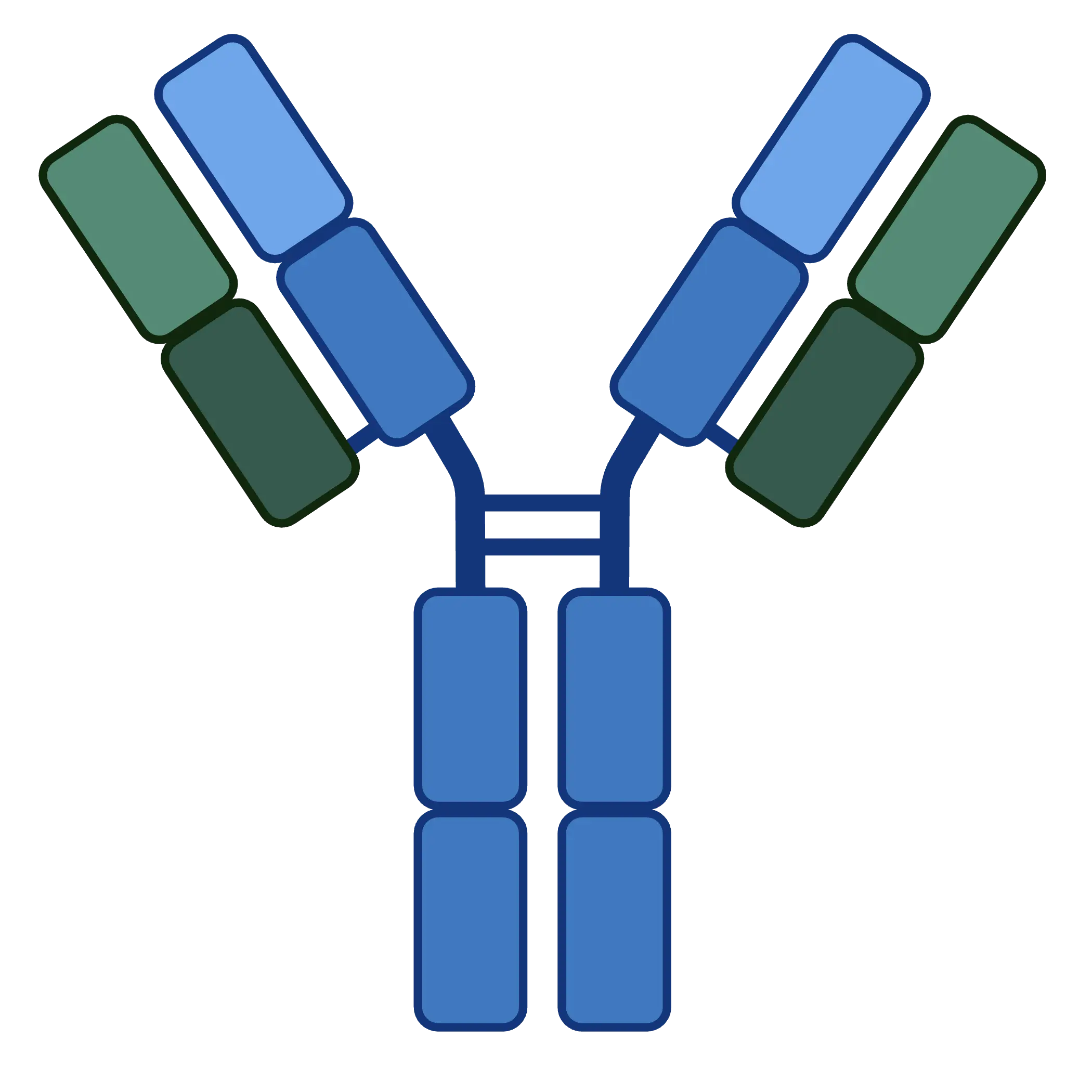 Antibody Icon