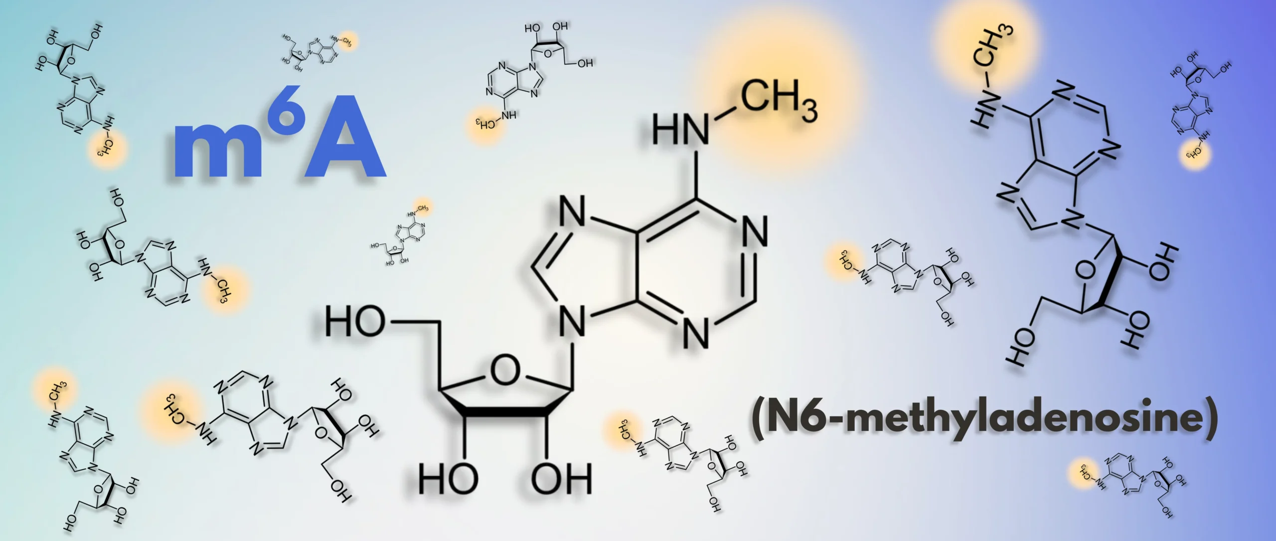 Illustration of N6-methyladenosine