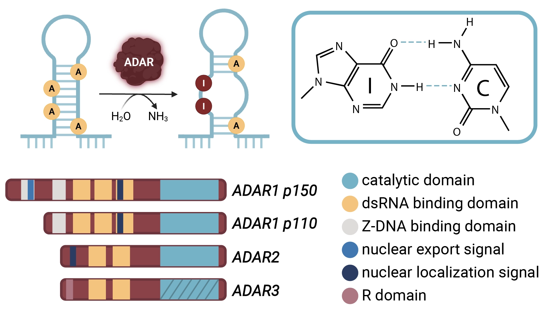 The Power of Inosine: How RNA Editing Shapes the Transcriptome - AlidaBio
